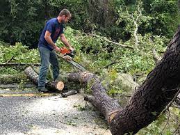 Best Storm Damage Tree Cleanup  in Kotlik, AK